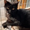 金目の黒猫 サムネイル3