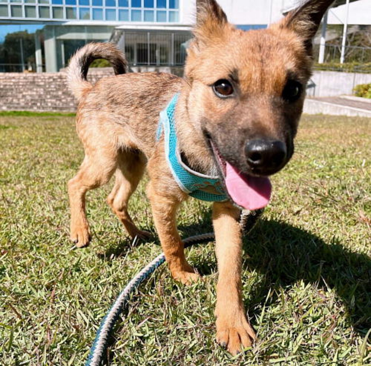 ムダ吠えナシ少しびびりの 徳島県 犬の里親募集 ペットのおうち 月間利用者150万人