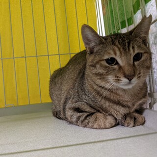 むぎわら３姉妹　すずちゃん