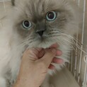 遺棄?馴れ馴れアメリカンカールおとな♂