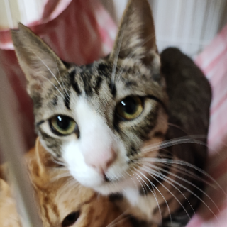 人馴れ抜群、抱っこ◎猫も大好きにゃーたです