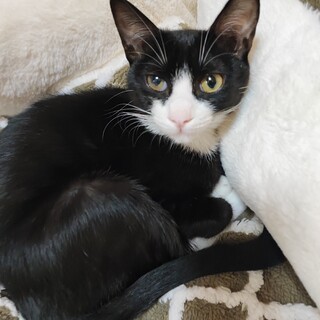 気品あふれる美猫！ツンデレにゃーこ^^！