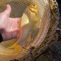 金魚の里親さんを募集しています