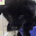 もふもふな子犬