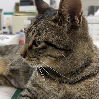 【1才♂】人懐っこいキジトラくん【去勢済】