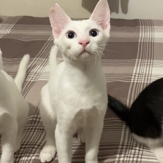 【別の場所でご縁をいただきました】あっくん