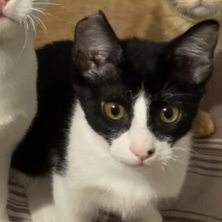 【別の場所でご縁をいただきました】わっくん