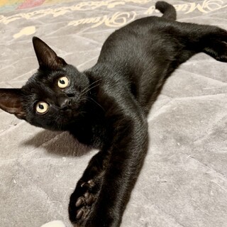 【まっくろツヤツヤ】人慣れ抜群のくー君