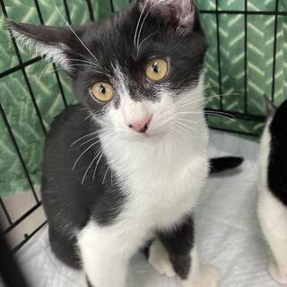 募集停止⭐︎人気ハチワレ男子じん