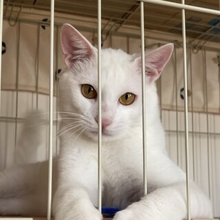 好奇心のかたまり元野良猫かりん