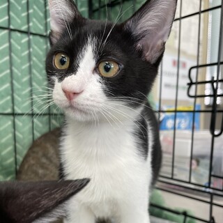 募集停止⭐︎ハチワレ男の子れん