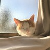 ろぜちゃん