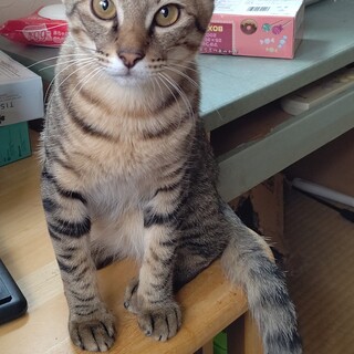 ゴール君(3兄弟)の里親さん募集