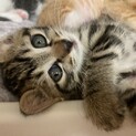 ありがとうございました