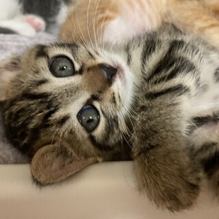 ありがとうございました