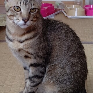 デン君(3兄弟)の里親さん募集