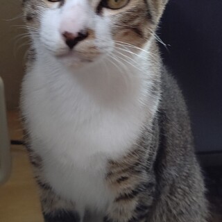 ウィー君(3兄弟)の里親さん募集