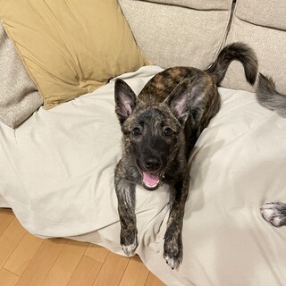 元気で明るい瑠夏（るうか）ちゃん❤️野犬にも家族を