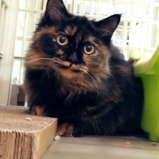 猫に囲まれ生きて来た長毛のサビ柄・コスモスちゃん