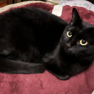 黒猫の飼い主さま募集