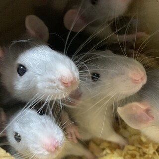 ファンシーラット