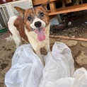 白茶でかわいいお目々のキングくん