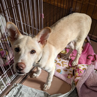 おっとり系男の子、3カ月雑種いわて君です。