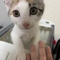 三毛子猫ちゃん(約2ヶ月半