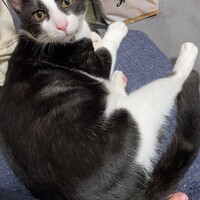 モモ