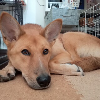 「さら」女の子