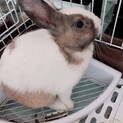 ネザーランドミックス　女の子5ヶ月　温厚です