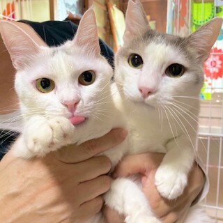 [11/12譲渡会参加]ももちゃん♡銀ちゃん