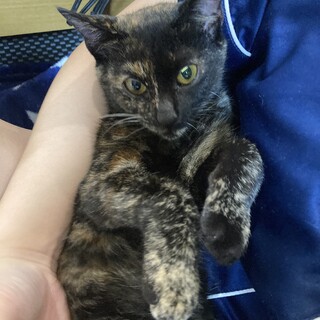 さびねこ仔猫♀甘えん坊9か月