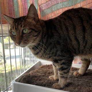 施設入居による遺棄からの保護②