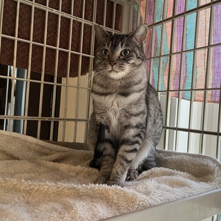 施設入居による遺棄からの保護③