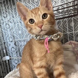 やんちゃな4兄弟♪ りくくん♂