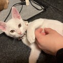やんちゃな4兄弟♪ かいくん♂