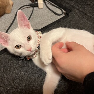 やんちゃな4兄弟♪ かいくん♂