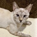 シャムmix、美猫のシャルルちゃん