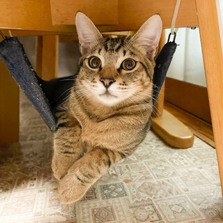 甘えん坊でスリゴロ⭐︎キジトラ男子茶々