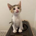 ありがとうございました★可愛い三毛猫ミルちゃん