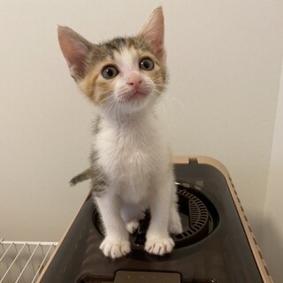 ありがとうございました★可愛い三毛猫ミルちゃん