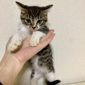 キジ白かわいい男の子