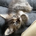 遺棄されていた４姉弟★長毛のハフちゃん★