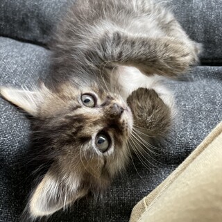 遺棄されていた４姉弟★長毛のハフちゃん★