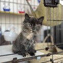 遺棄されていた４姉弟★長毛のビビちゃん★
