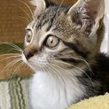 キジシロのメス（生後7週）渦巻き模様里親様決定！