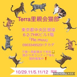 『Terra里親会猫部』