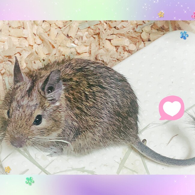 あきもも80のカバー写真