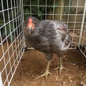 アローカナ(純血)幼鳥♂(未確定)アロちゃん